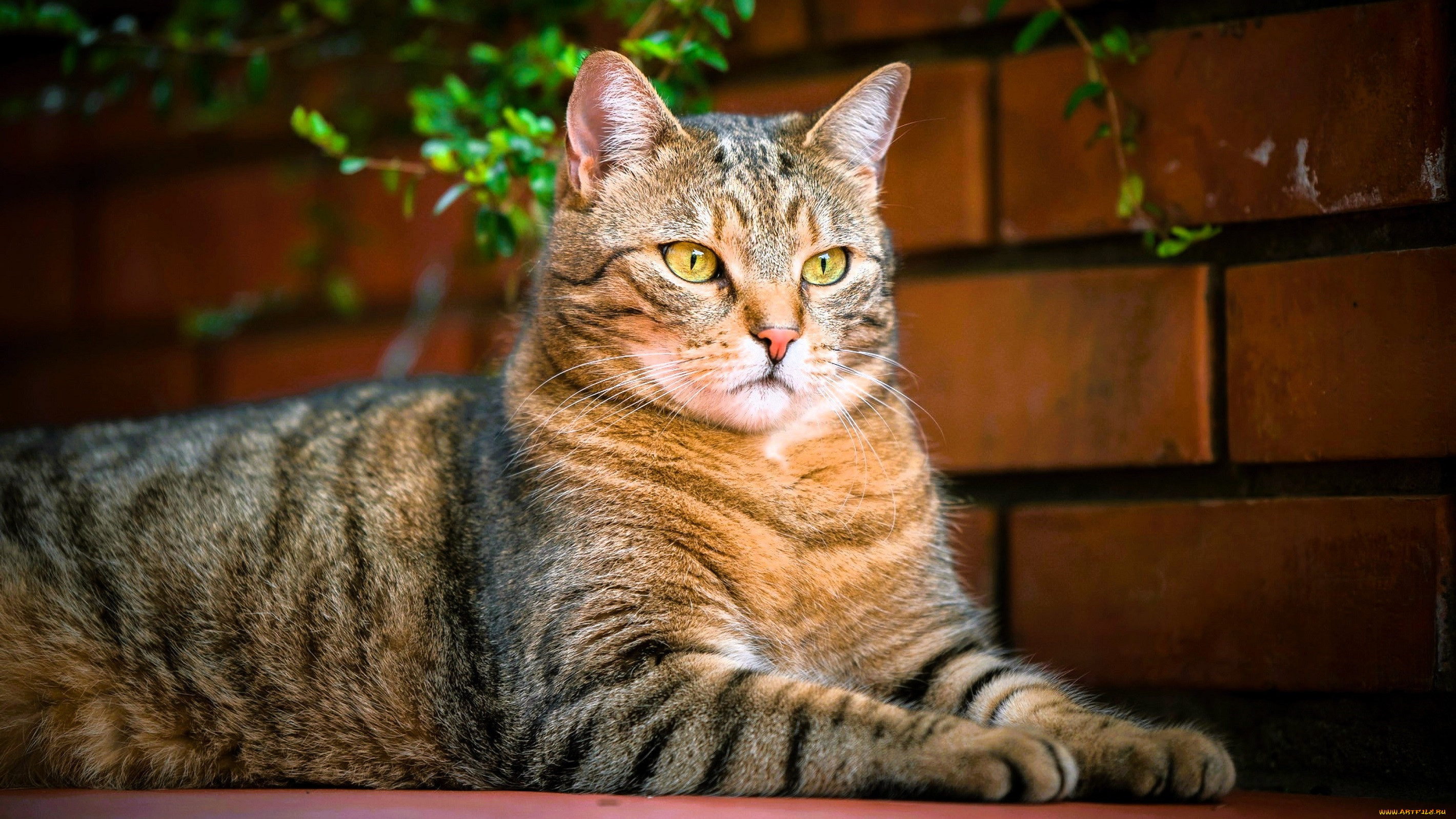 ��������, ����, ���, �����, �����, �����